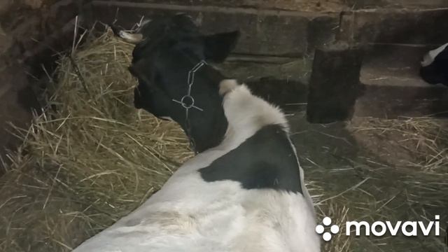 Осталось свободное место в сарае, жду пополнение. смотреть онлайн