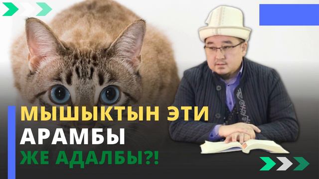 Мышыктын эти АРАМбы же АДАЛбы?! | шейх Тариэл Абжалбеков смотреть онлайн