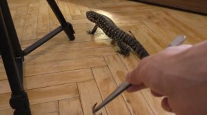 Сумасшедшее кормление самки зофобасом