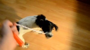 игра с собакой в ПЕРЕТЯЖКИ ➤➤➤ РУССКИЙ ОХОТНИЧИЙ СПАНИЕЛЬ