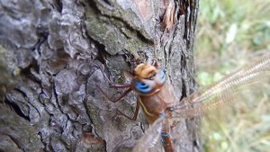 Стрекоза - самые интересные факты / Dragonfly - the most interesting facts