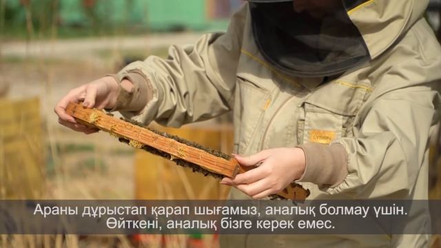 Внедрение современных методов идентификации пород в пчеловодстве смотреть онлайн