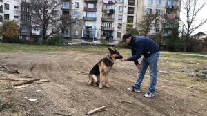 Идеальная дрессировка - Немецкая овчарка Арчи