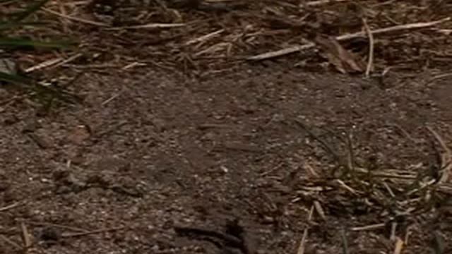 Как избавиться от мошек в комнатных цветах смотреть онлайн