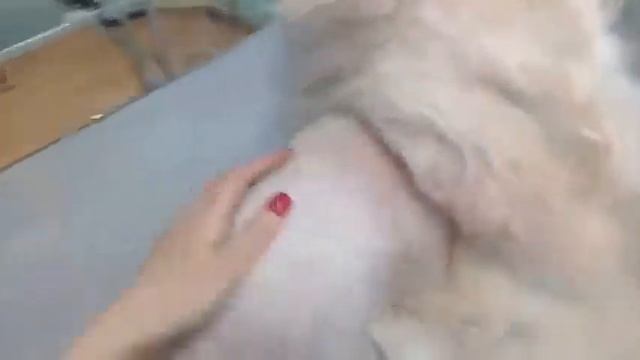 Снимаем шубу с Китайской хохлатой смотреть онлайн