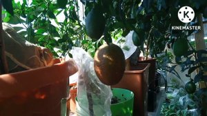 Микроцитрус blood lime, выращивание цитрусовых дома, дегустация.