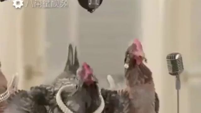 Хор кур смотреть онлайн