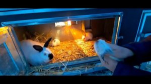 Кролики породы Рекс