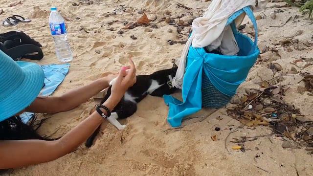 Кошечка пришла к нам на пляже. Тайланд февраль 2016