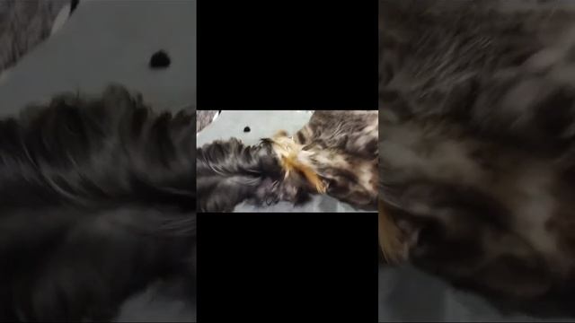 ВСЕ ЖИВОТНЫЕ КОТОРЫЕ ЖИВУТ С НАМИ! ? (Извините за звук, я не знаю чо с ним) смотреть онлайн