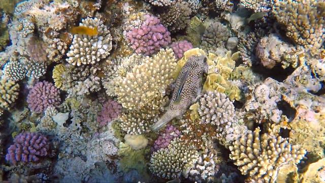 Dahab. Egypt. Freediving. Canyon. City.