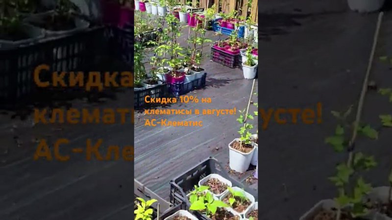 Саженцы декоративных растений. Спрашивайте каталог на вацап 89128056383 #клематисы #питомник