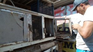 отсаживаю крольчат! сколько мальчиков и девочек?