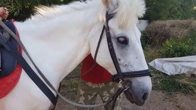 Почему я боялась?! / ЭТО ОЧЕНЬ КРУТО! / Видео про лошадей для детей смотреть онлайн