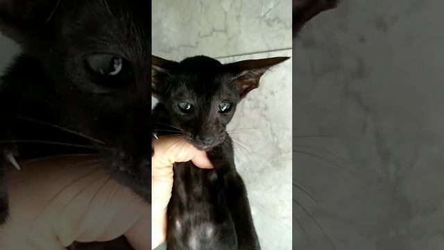 ориентальный котенок девочка