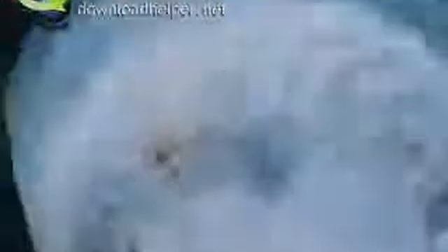 Медузы (Кишечнополостные)
