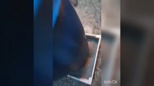 Бункерная кормушка для индюков
