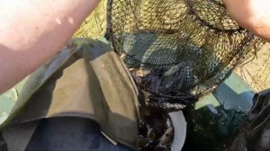 Линь по килограмму. Много линя. Ловля рыбы.