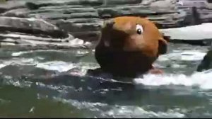 Гигантский бобер живет в реке