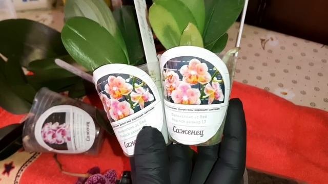 Обзор | Посылка с Орхидеями с сайта 