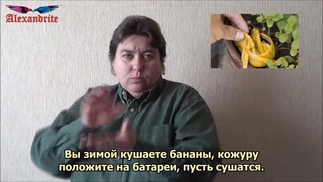 Как из банановой кожуры сделать удобрение для рассады?_(Полезные советы)_Alexandrite_(рус.суб.) смотреть онлайн