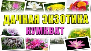 Дачная экзотика. Кумкват