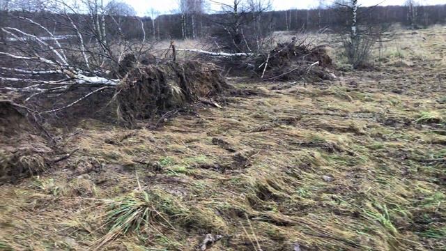 Ввод залежных земель в сельхоз оборот. Корни берёз после выкорчёвки бульдозером смотреть онлайн
