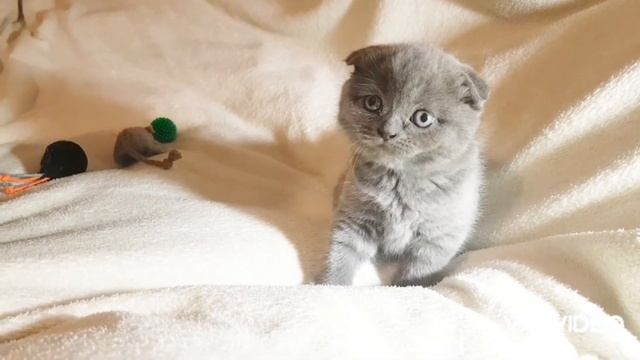 Scottish fold kitten. Маленький Шотландец. 6 недель.