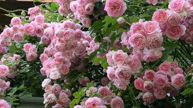 Музыка Моцарта  Рондо Для Скрипки С Оркестром