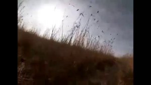 охота на шакала с гончими и лайками