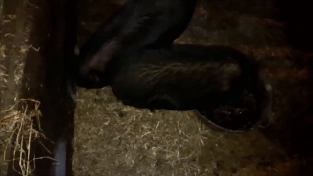 вьетнамские свиньи, разведение содержание( ответы на вопросы) Подворье ТV смотреть онлайн