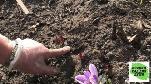 Первая обработка и подкормка ирисов и пионов.