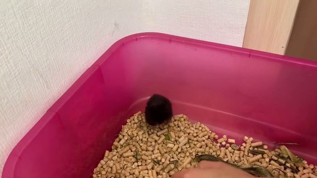 Как приручить сирийского хомяка к рукам. Хомяк Белик.