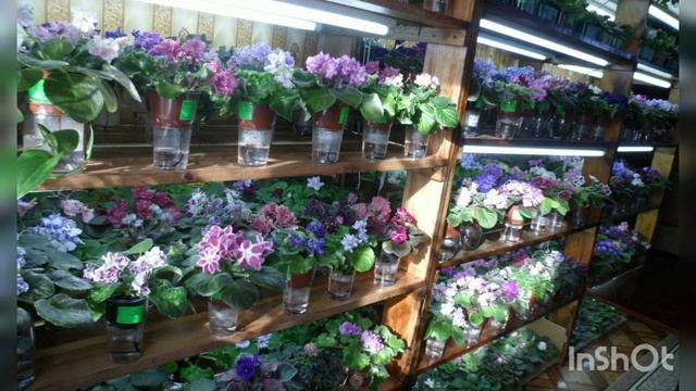 Сортовые фиалки, память о былой коллекции, небольшая часть фото на память. смотреть онлайн