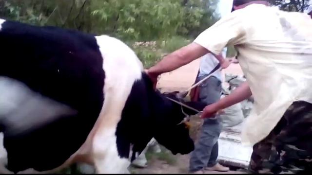 Бык Борис - отлов и погрузка ) смотреть онлайн