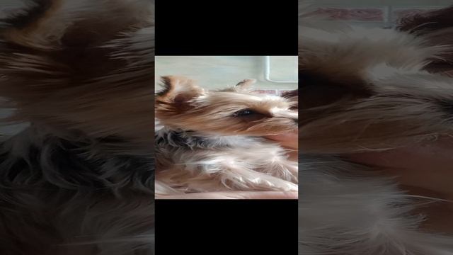 Ох уж эта Фея