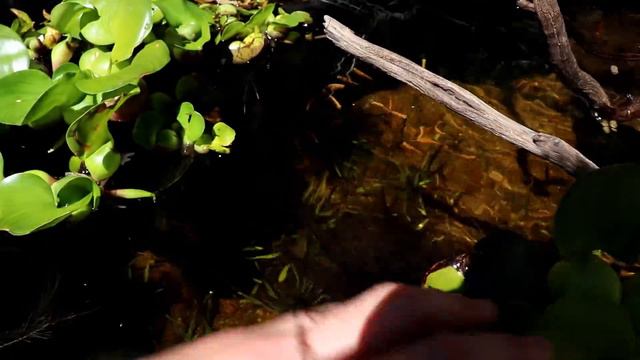 NEW POND FISH IS HERE! смотреть онлайн