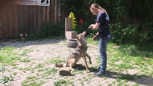 Как мы готовим волков к съёмкам // Киноволк - тренировка