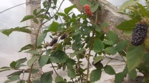 Ежевика Карака Блэк в теплице