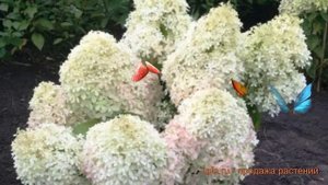 Гортензия метельчатая Роял Флауэ (royal flower) ? обзор: как сажать, саженцы гортензии Роял Флауэ