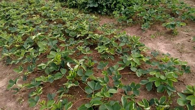 Клубника, сорт Хоней. Питомник саженцев готовых для покупки. смотреть онлайн