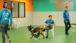 Дрессировка собак. ЗКС