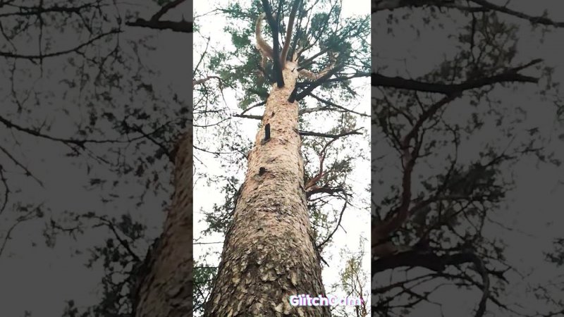The greatness of the pineвеличие сосны