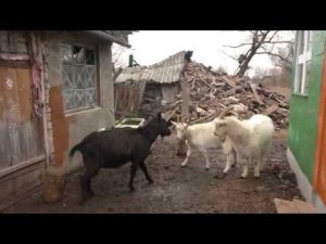 ДЕД МАТВЕЙ ПРИНИМАЕТ ПОСЫЛКУ ИЗ ГЕРМАНИИ!