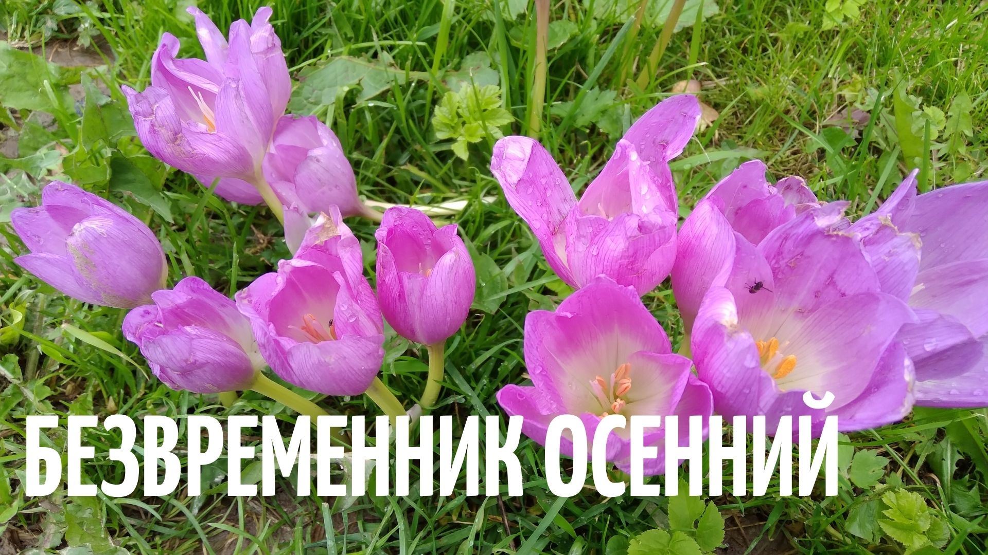 Безвременник осенний. Настоящее украшение осеннего сада.