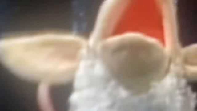 Elmo sing along guessing game Mary had a little lamb смотреть онлайн