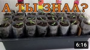 Сеем ПОМИДОРЫ на рассаду ПОШАГОВО???