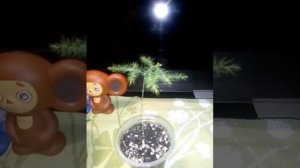 Аспарагус из семян. Мой опыт прорасщивания. Немножко об уходе.