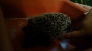 Плюсы и минусы содержания ежа