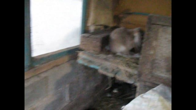 ПОЛЬЗА ТОПИНАМБУРА В ХОЗЯЙСТВЕ